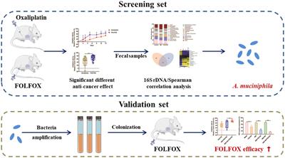 Akkermansia Muciniphila Potentiates the Antitumor Efficacy of FOLFOX in Colon Cancer